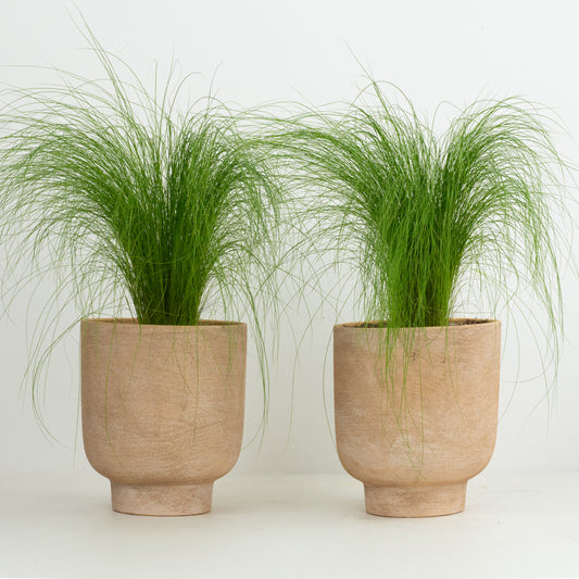 Pony Tail Grass Pair | Garden Bundle | Outdoor Plants