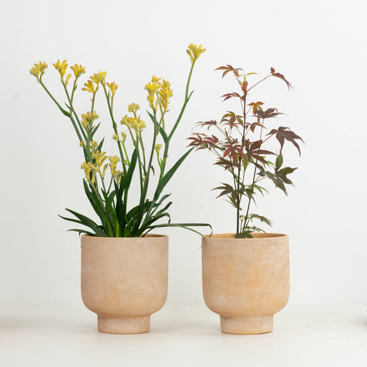 Whimsical Duo | Garden Bundle | Outdoor Plants