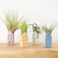 Air Plant Dutch House | Tillandsia