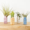 Air Plant Dutch House | Tillandsia