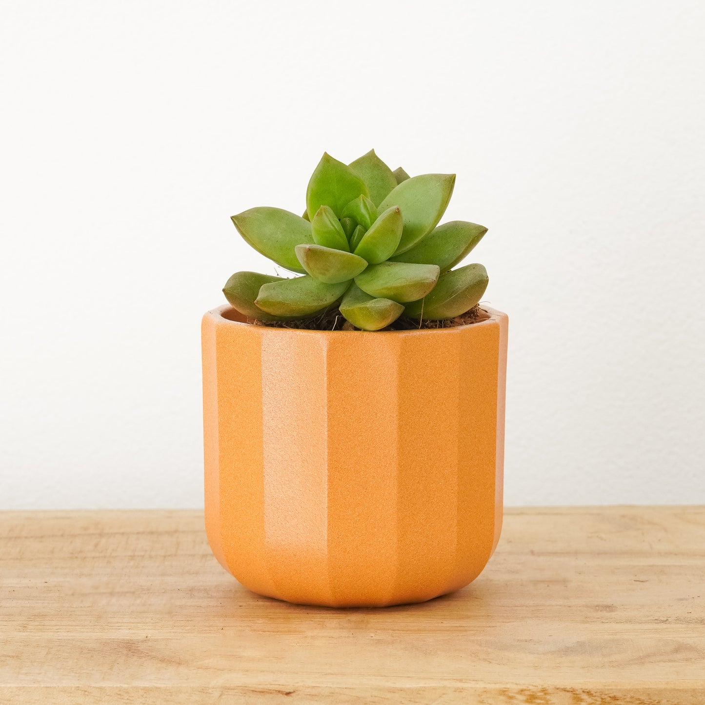 Sedum | Nussi