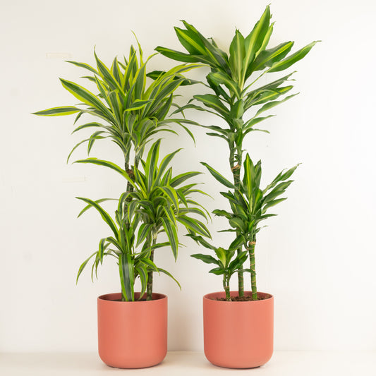 Interior Stylist | Plant Bundle | 
