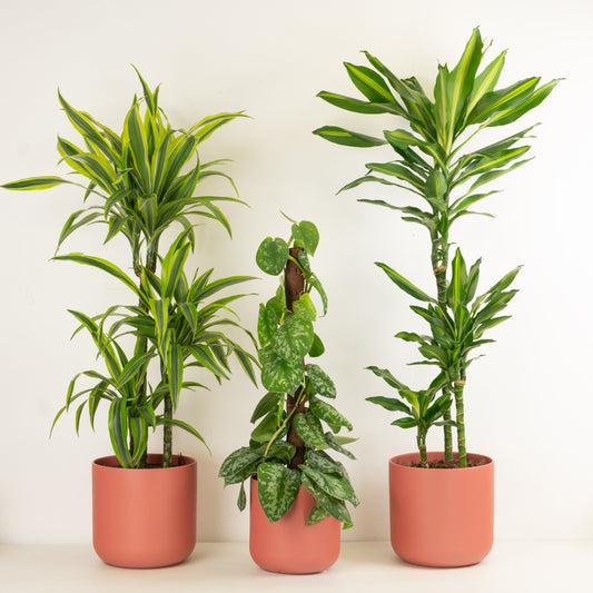 Instant Indoor Jungle | Plant Bundle | 