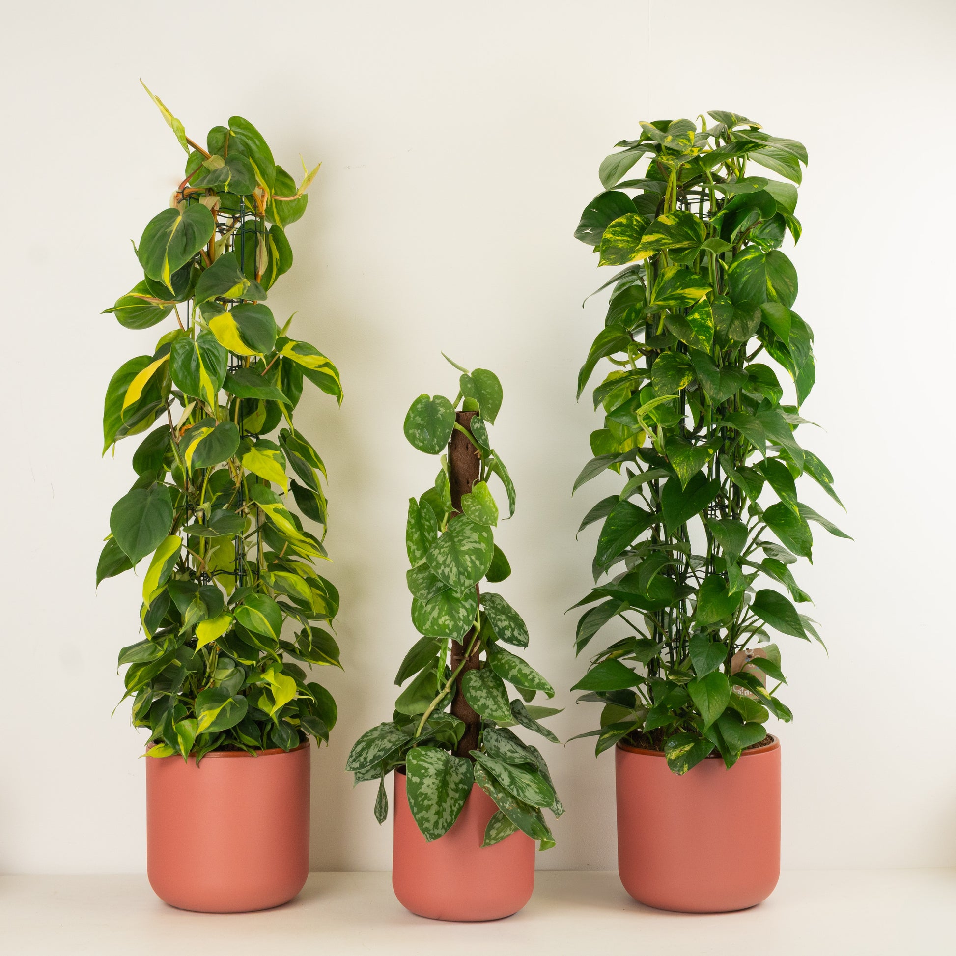 Large Air Purifying Plants | Plant Bundle