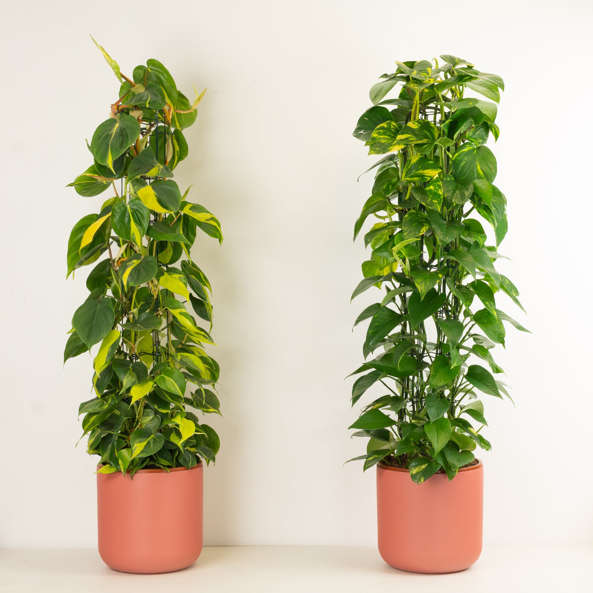 Big Impact, Low Effort | Plant Bundle