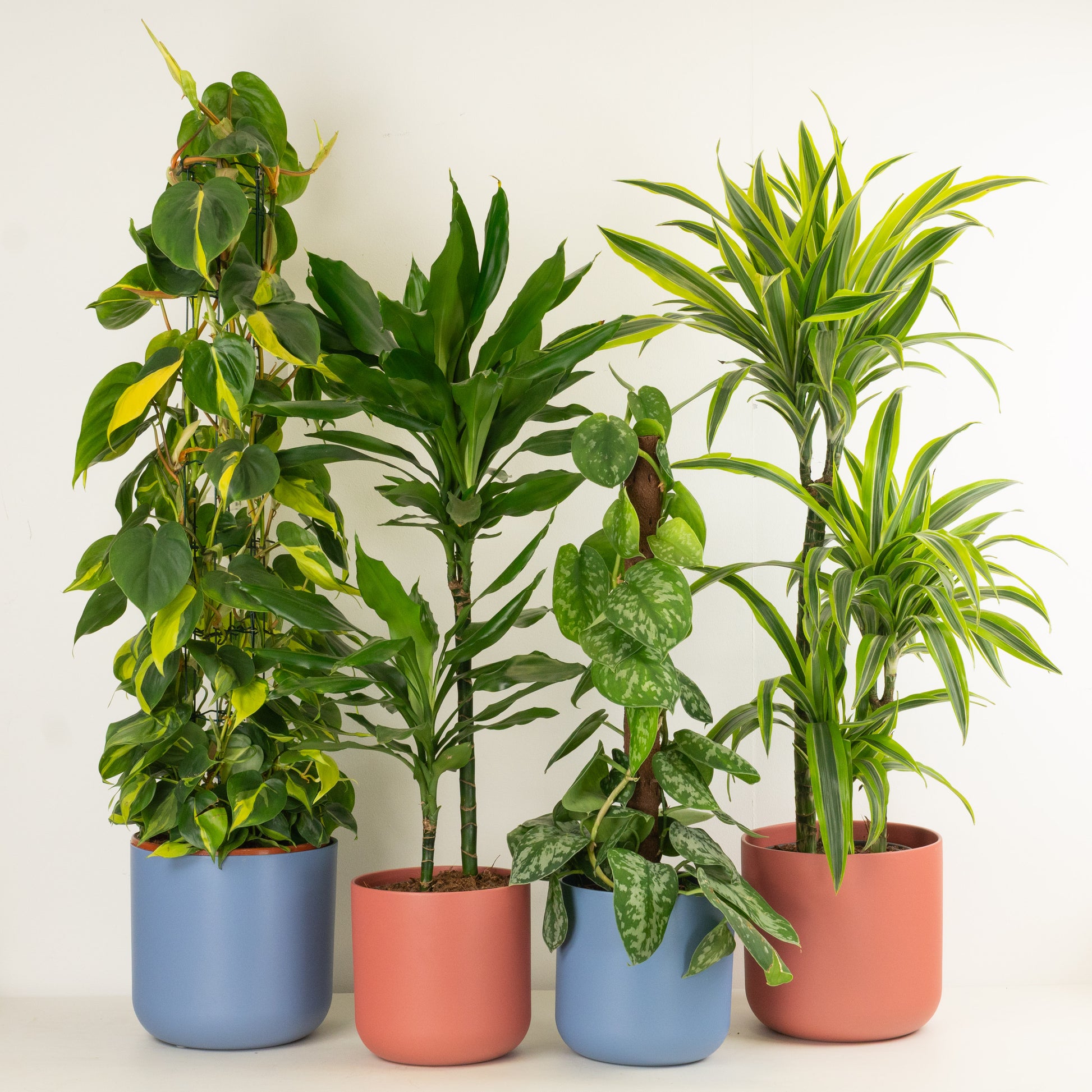 Large & Low Maintenance | Plant Bundle