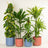 Large & Tall Plants