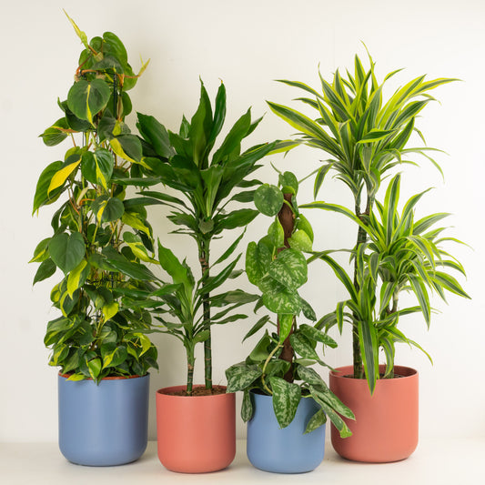 Large & Low Maintenance | Plant Bundle | 