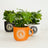 Perfect Plants for Under £30