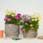 Garden Plants