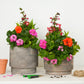 Easy Peasy Planting | Garden Bundle