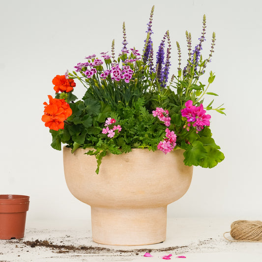 Low Effort, Big Impact | Garden Bundle | Outdoor Plants