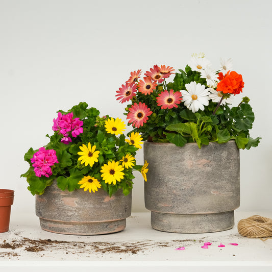 Easy Care Flowering | Garden Bundle | Outdoor Plants