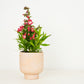 Easy Peasy Planting | Garden Bundle