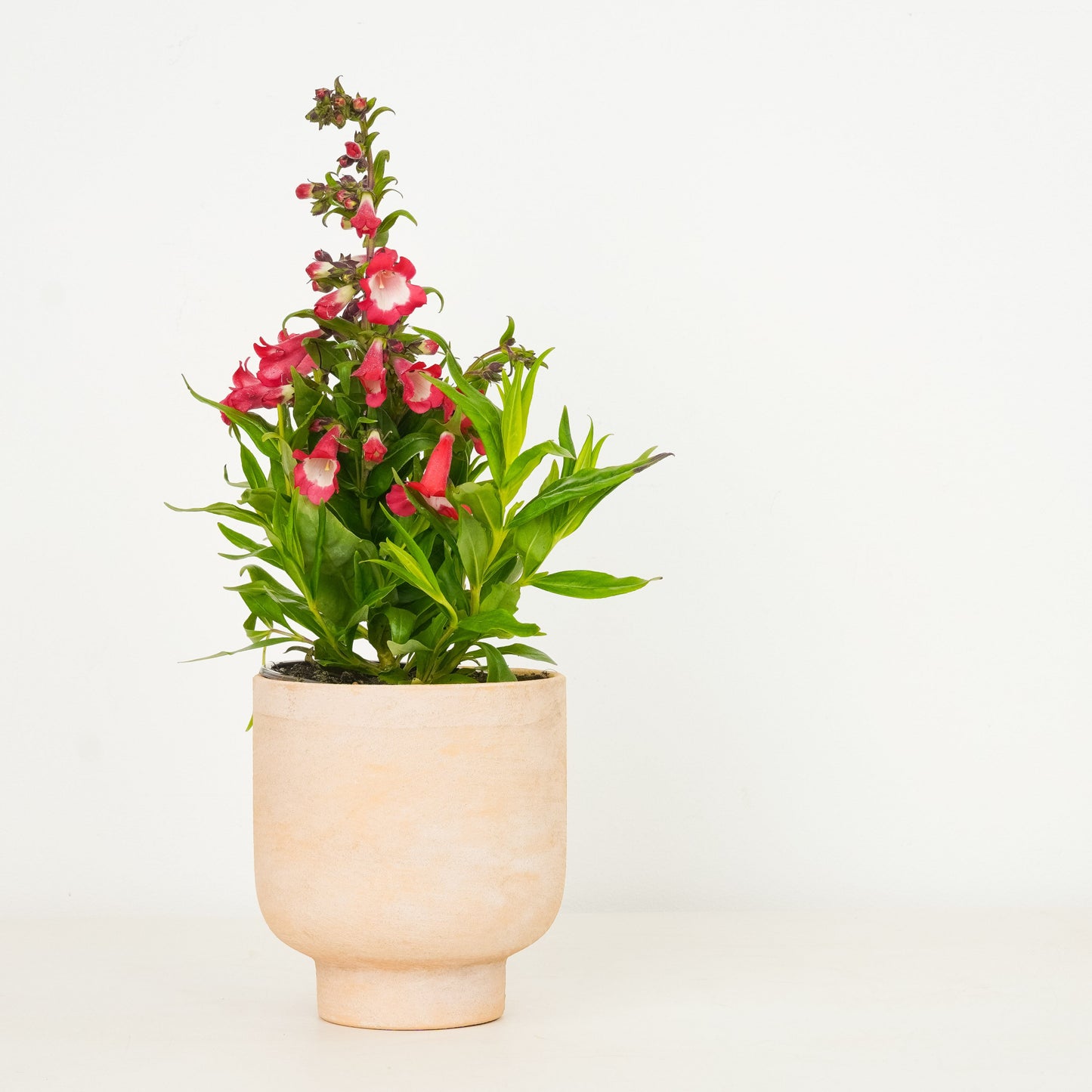 Easy Peasy Planting | Garden Bundle