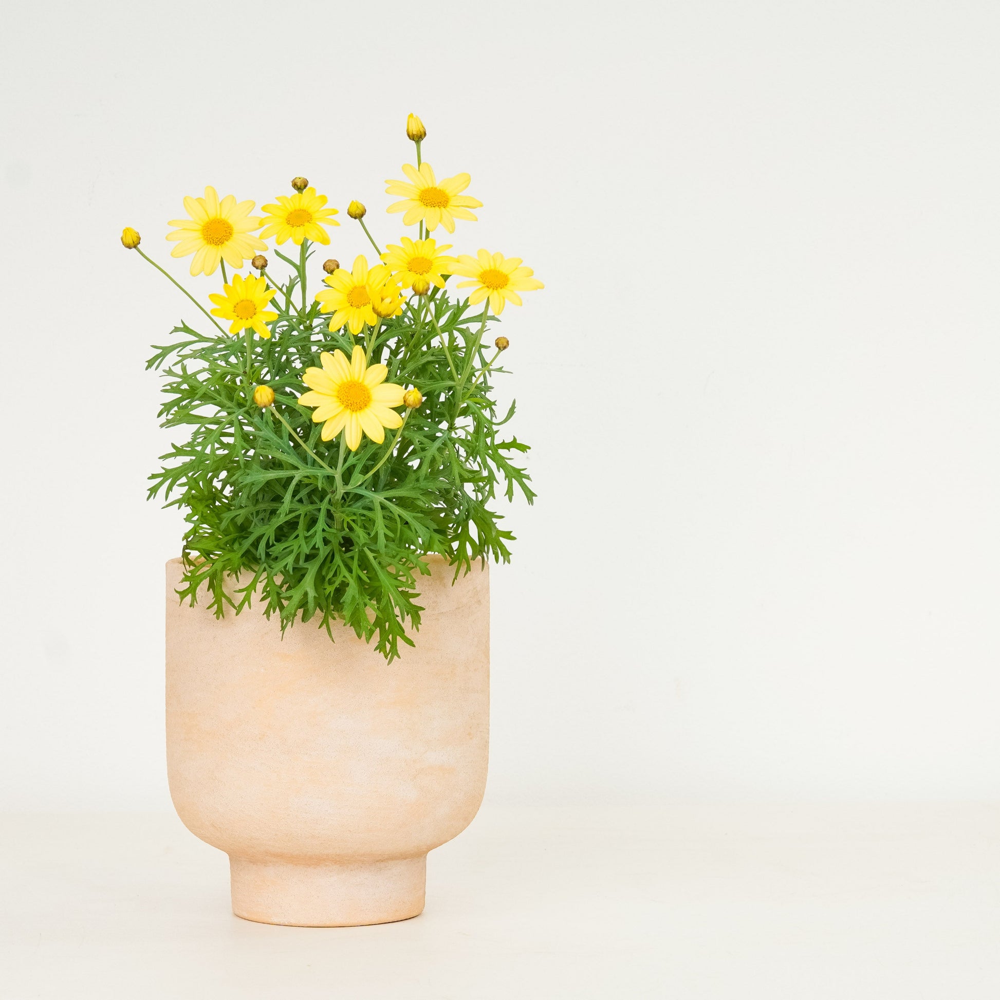 Instant Sunshine | Garden Bundle