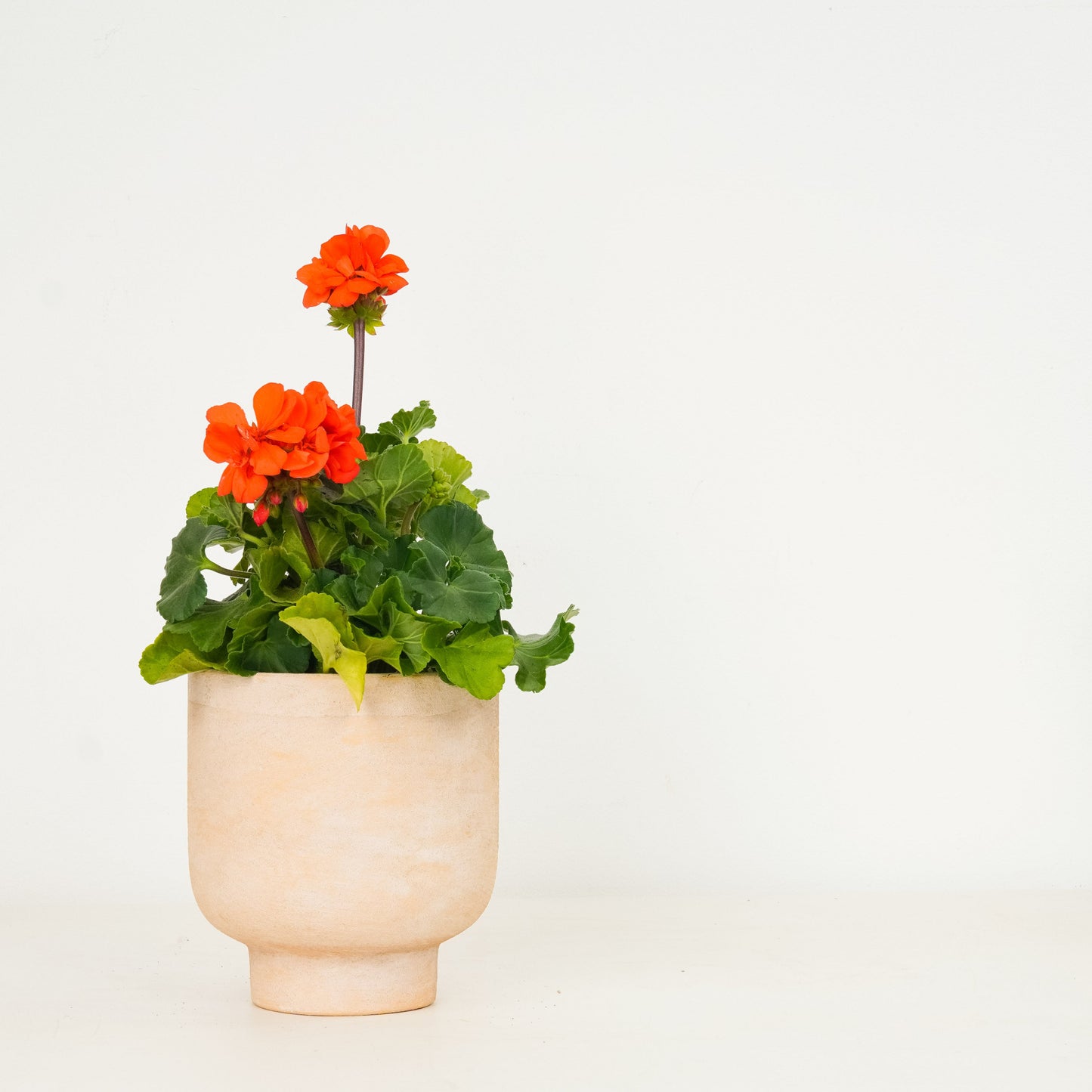 Modern Architectural  | Garden Bundle