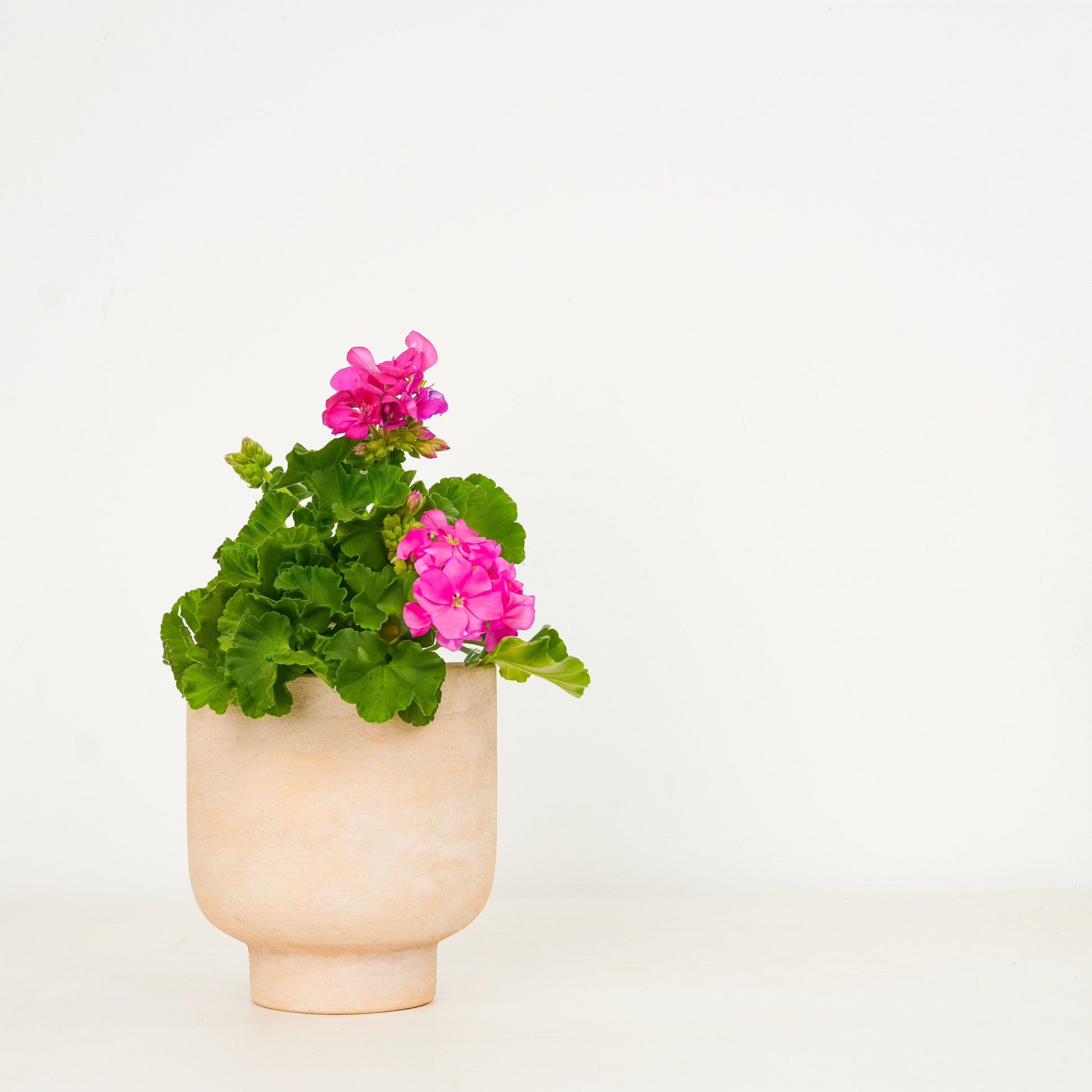 Low Effort, Big Impact | Garden Bundle