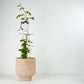 Climbing Garden Rose | New Dawn