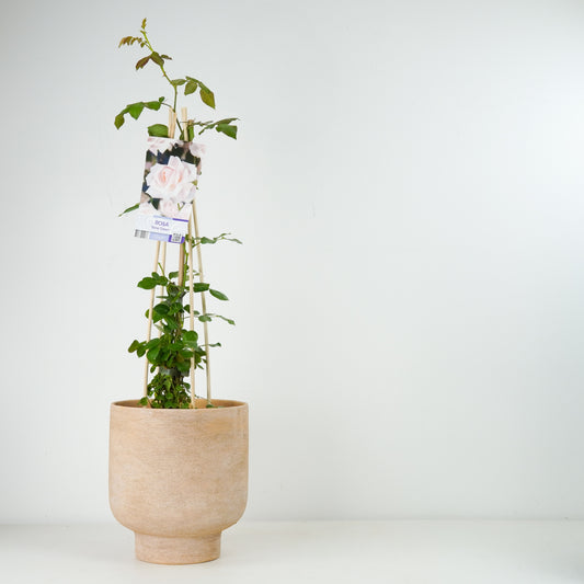 Climbing Garden Rose | New Dawn | Outdoor Plants