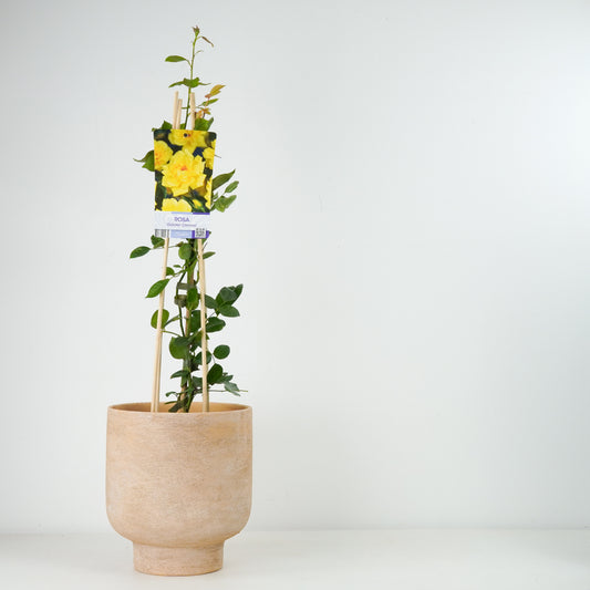 Climbing Garden Rose | Yellow | Outdoor Plants