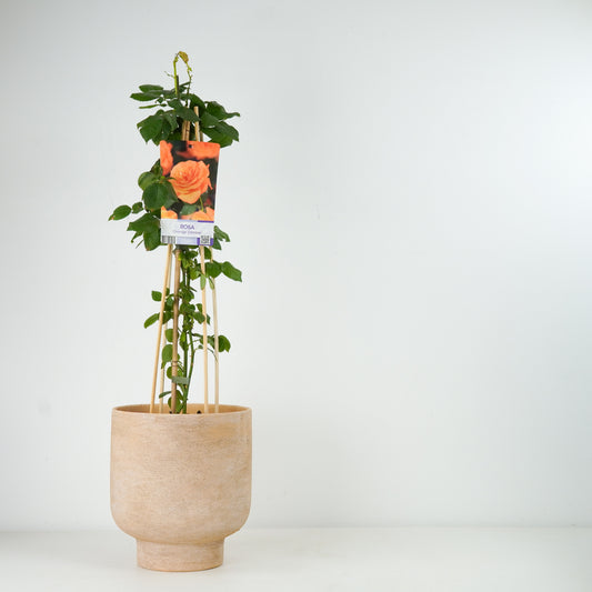 Climbing Garden Rose | Orange | Outdoor Plants
