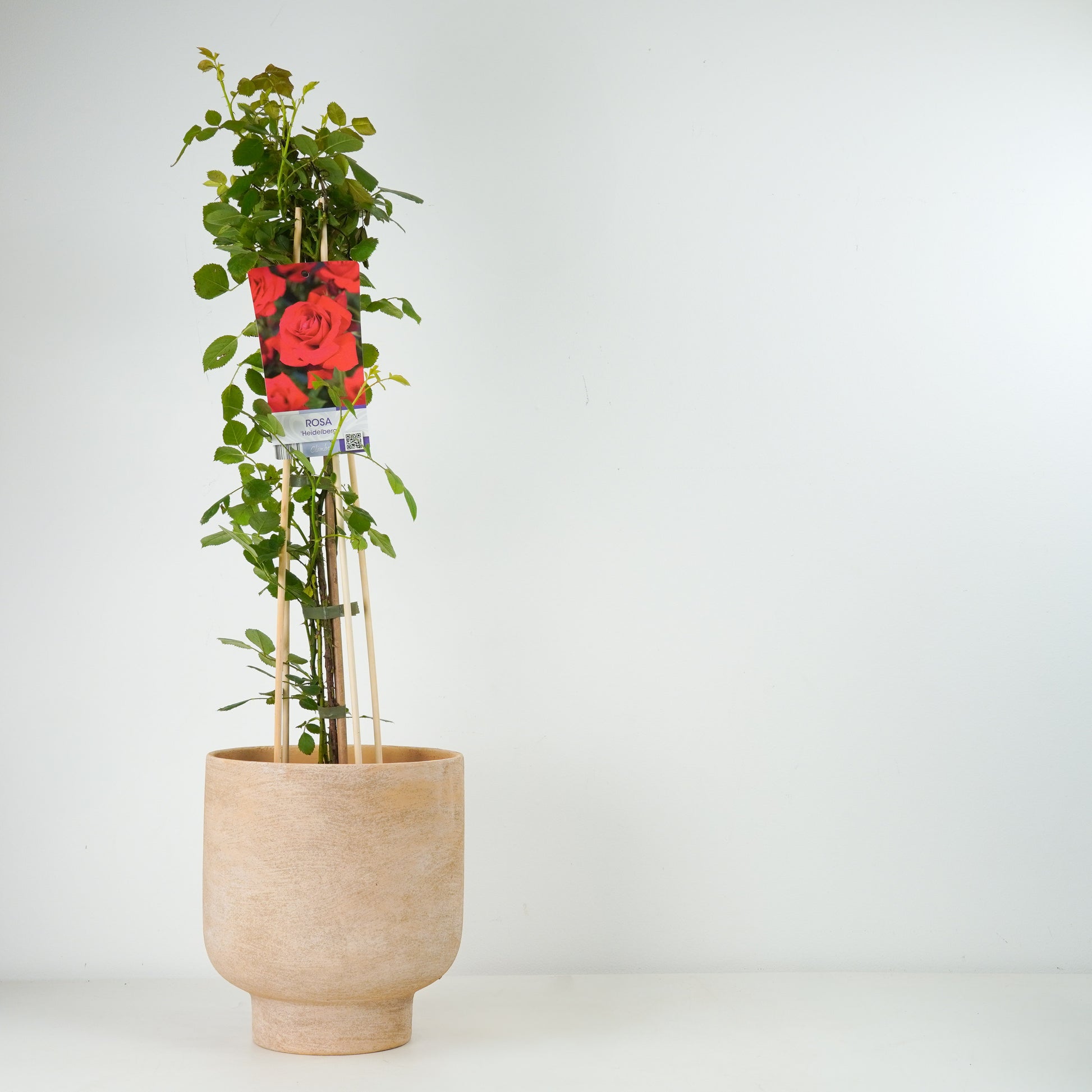 Climbing Garden Rose | Heidelberg