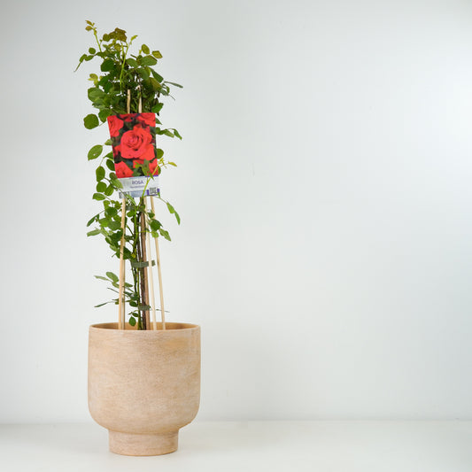 Climbing Garden Rose | Heidelberg | Outdoor Plants