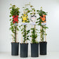 Climbing Garden Rose | New Dawn