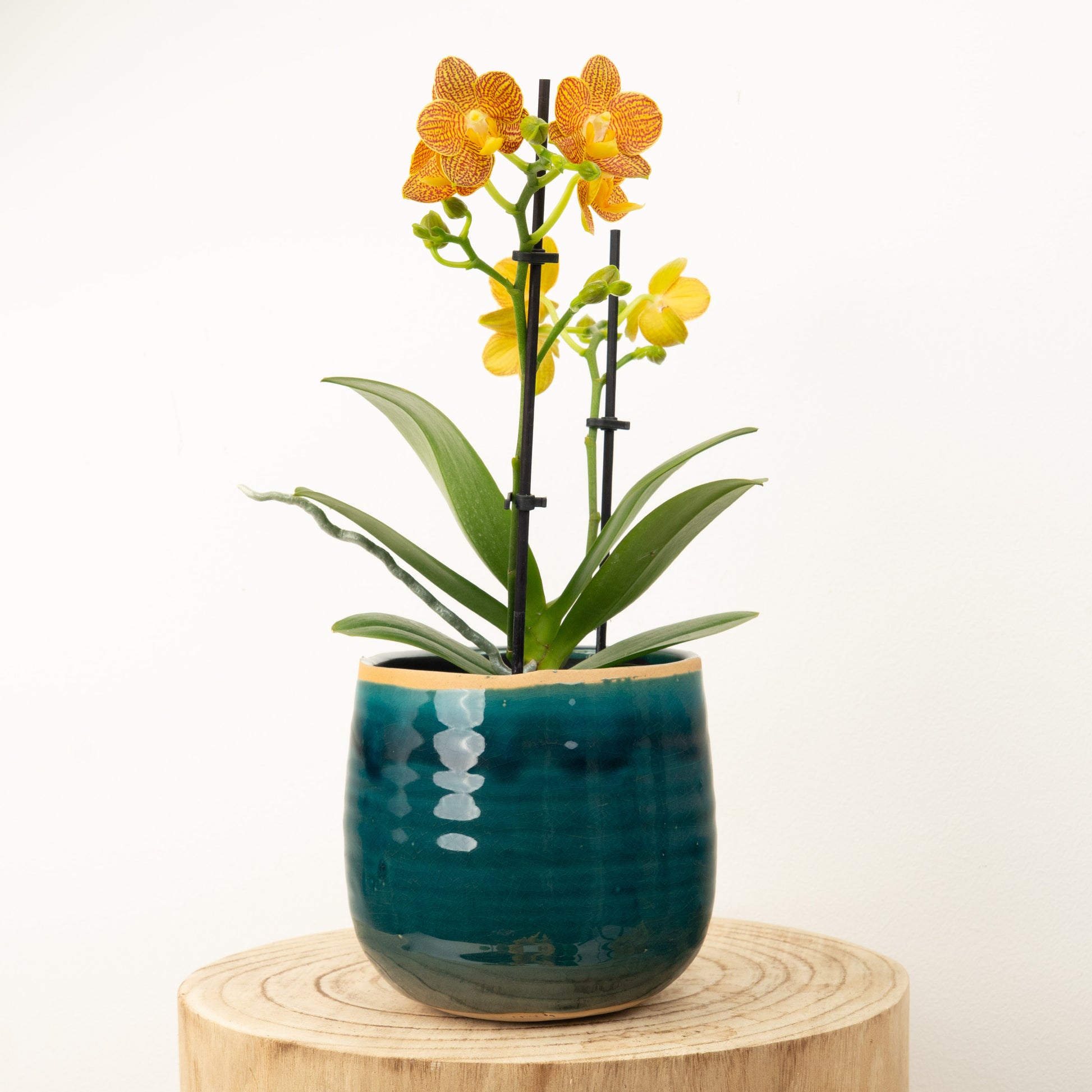 Phalaenopsis Orchid | Indian Summer