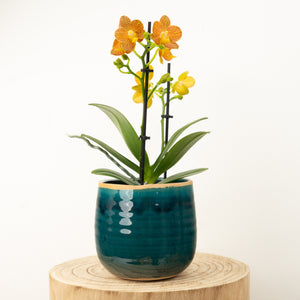 Phalaenopsis Orchid | Indian Summer - Indoor Plant