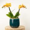 Phalaenopsis Orchid | Limpopo