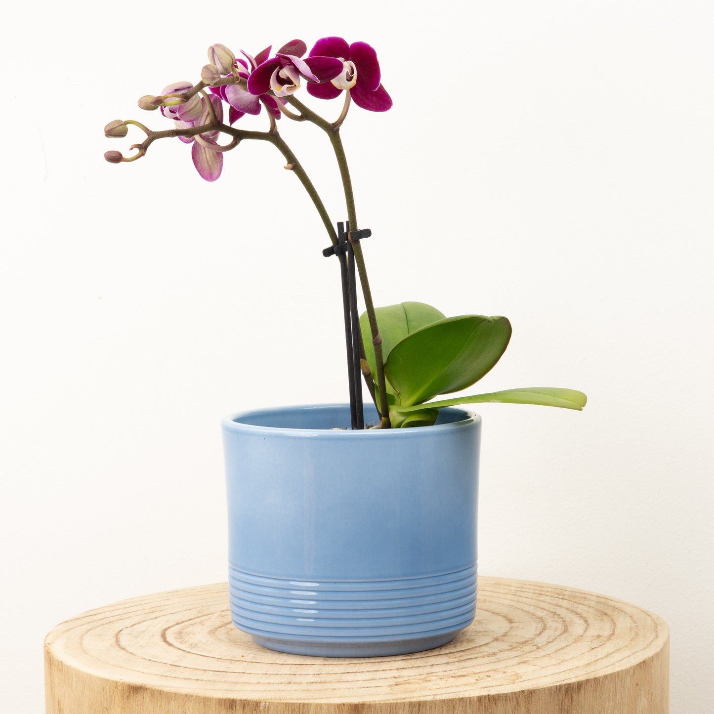 Phalaenopsis Orchid | Sweetie Yara
