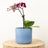Flowering Plants