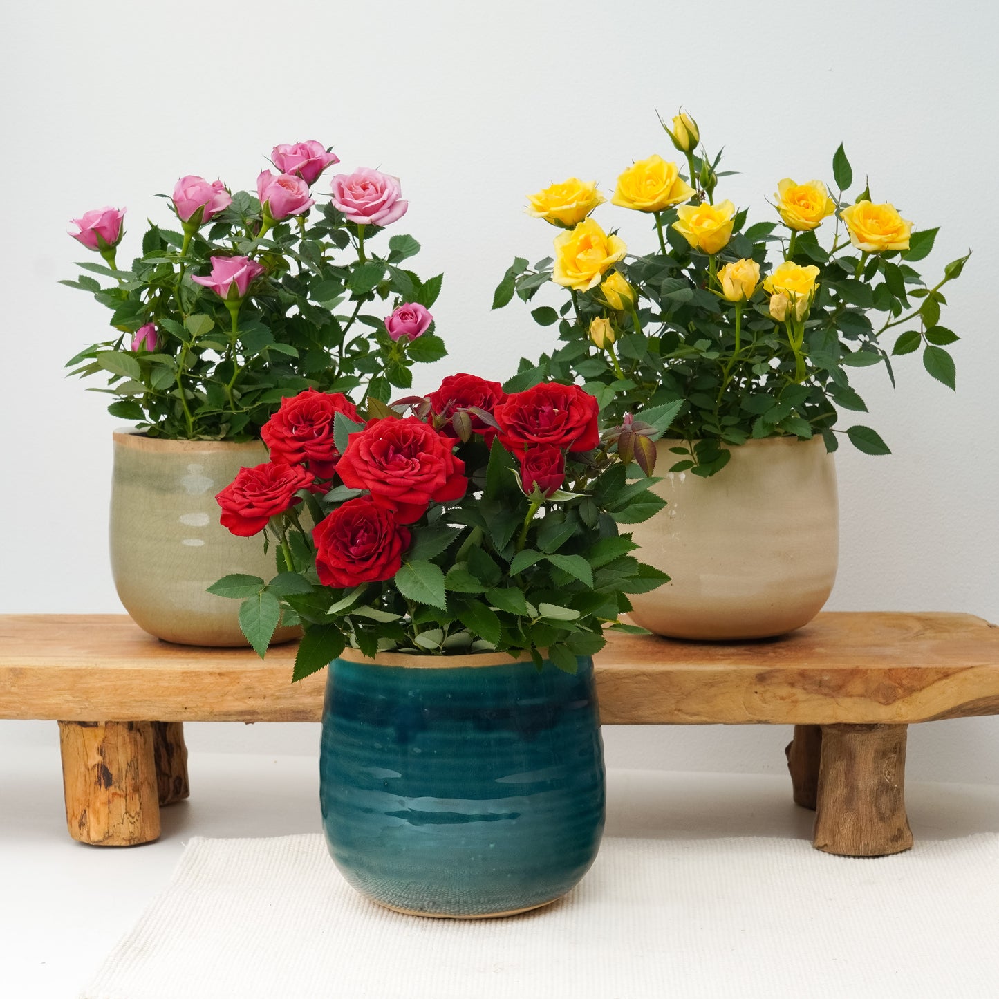 Celebration Trio | Plant Bundle