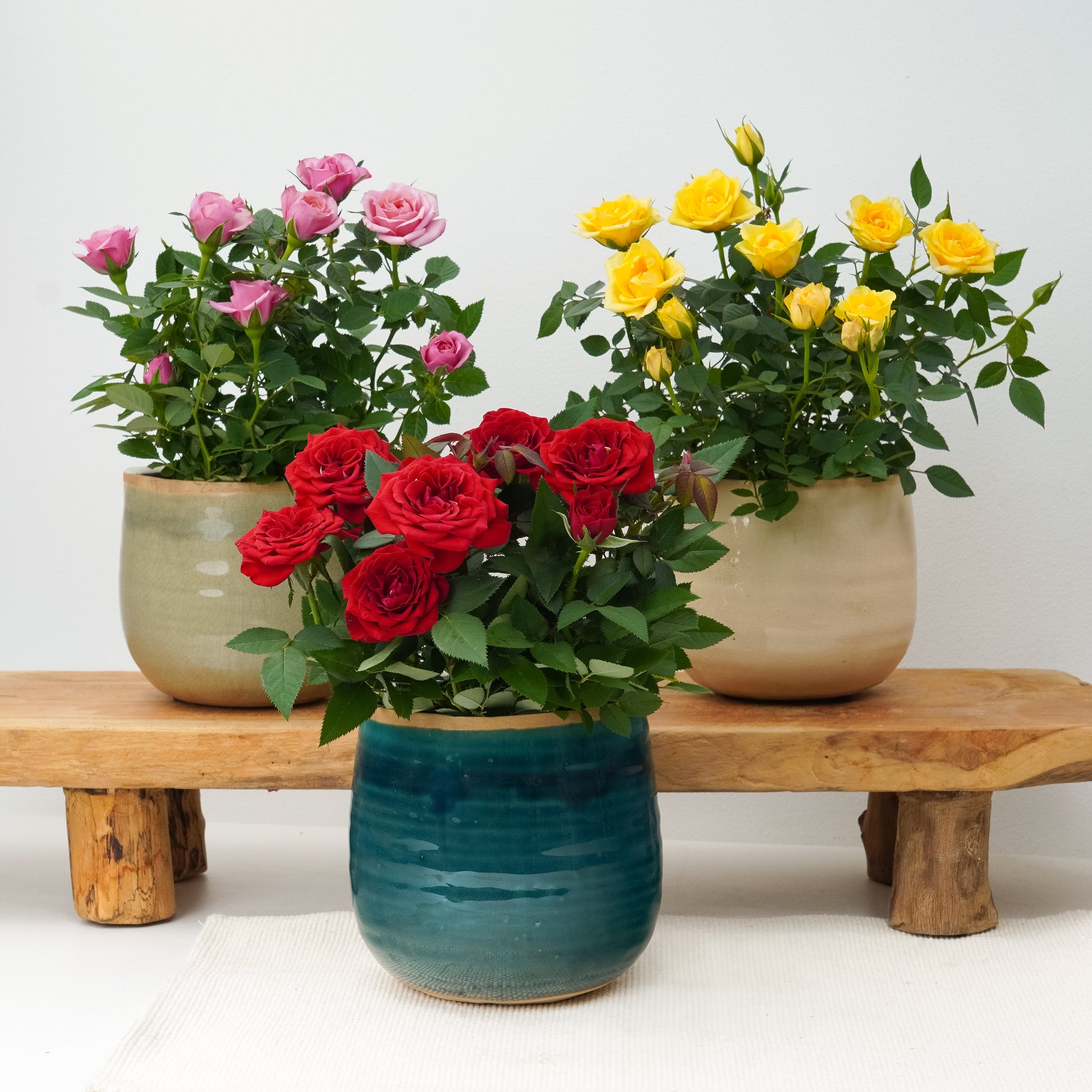 Celebration Trio | Plant Bundle
