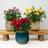 Plant Gifts