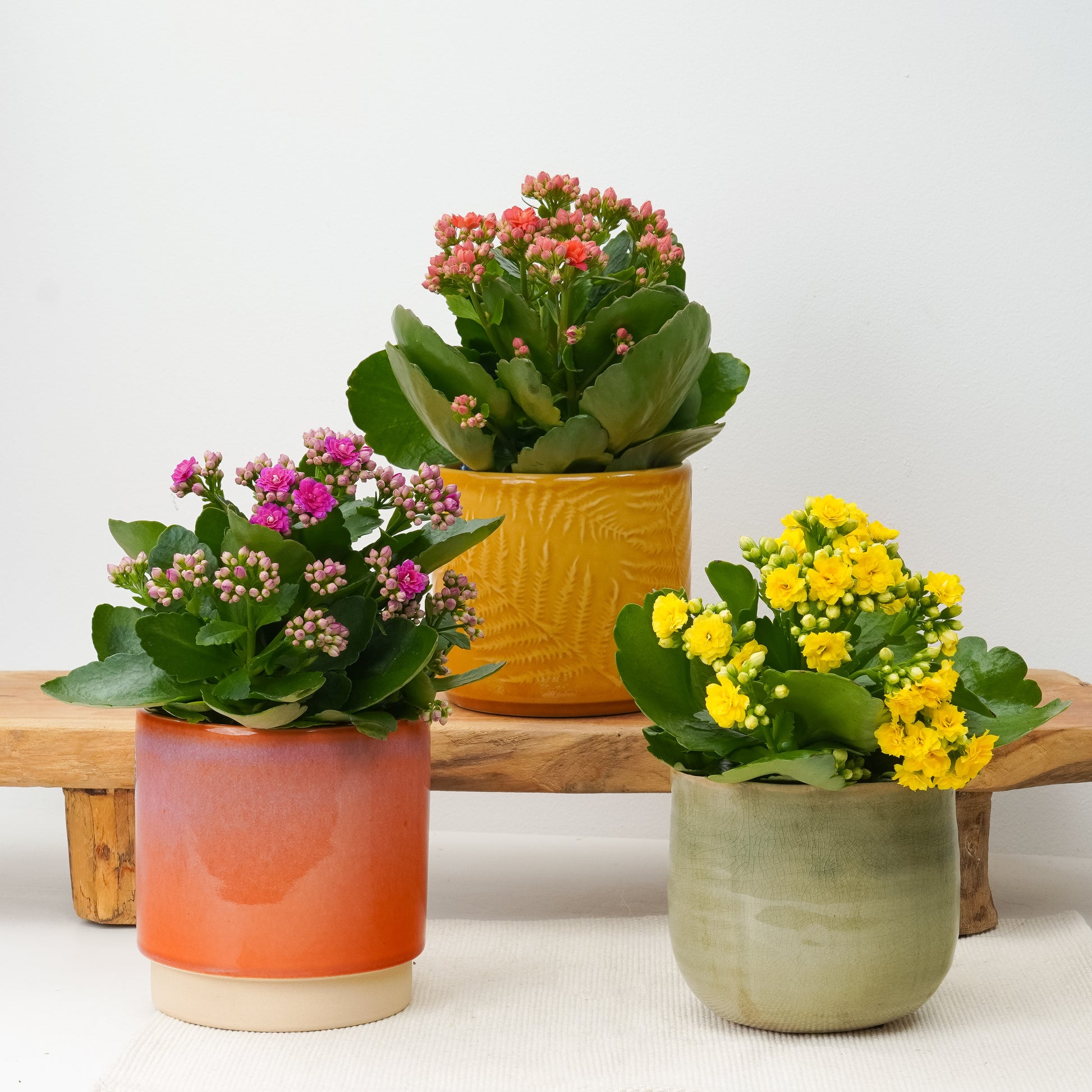 Kalanchoe Rainbow Radiance | Plant Bundle