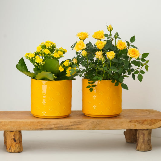 Yellow There Flowering | Plant bundle | Flowering Plants