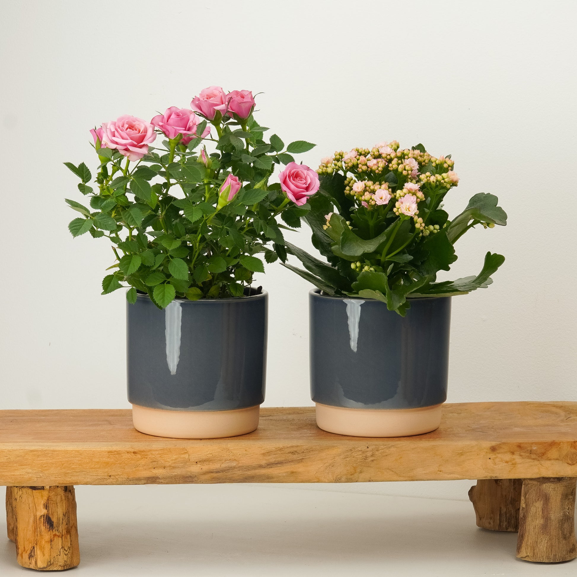 Think Pink Flowering | Plant Bundle