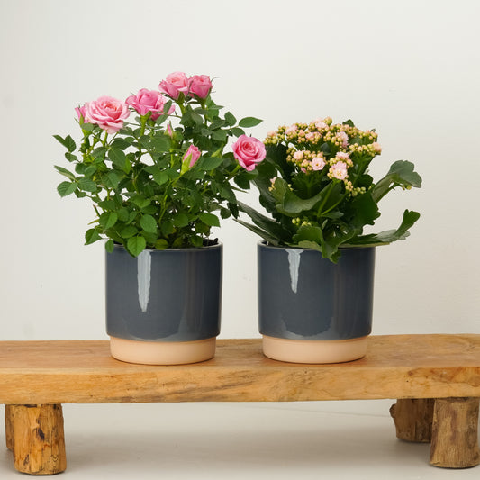 Think Pink Flowering | Plant Bundle | Indoor Plants On Sale