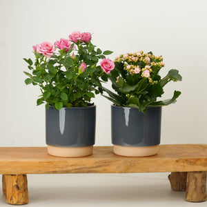 Think Pink Flowering | Plant Bundle - Indoor Plant