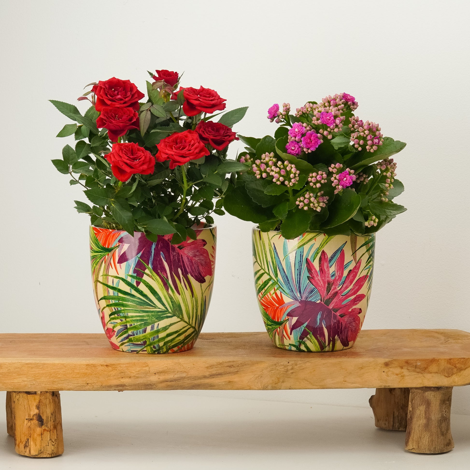 Mood Booster Blooms | Plant Bundle