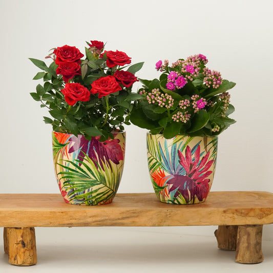 Mood Booster Blooms | Plant Bundle | Plant Gifts