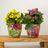 Perfect Plants for Under £50