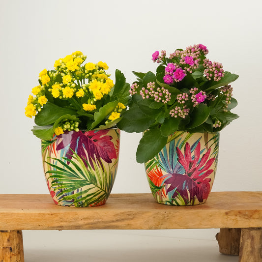 Bright Blooms | Plant Bundle | Plant Gifts