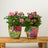 Perfect Plants for Under £50