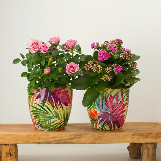 Brighten My Day | Plant Bundle | Plant Gifts