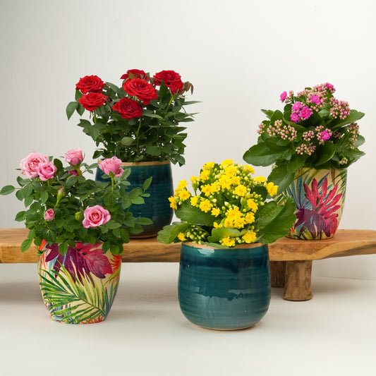 Colour Pop Blooms | Plant Bundle | Plant Gifts