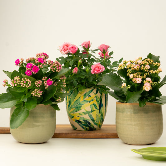 Joy Delivered | Plant Bundle | Indoor Plants On Sale